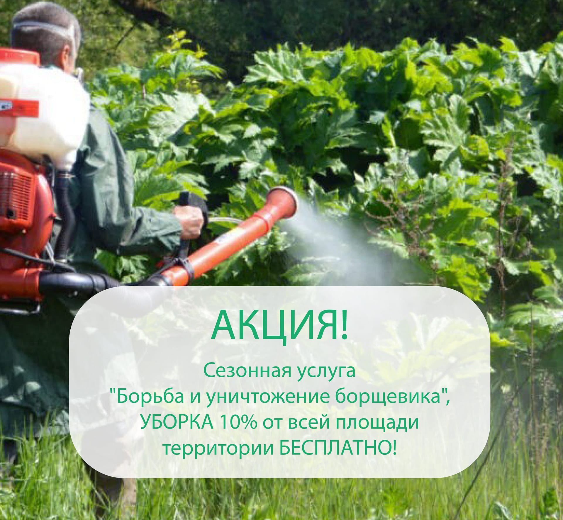уничтожение борщевик